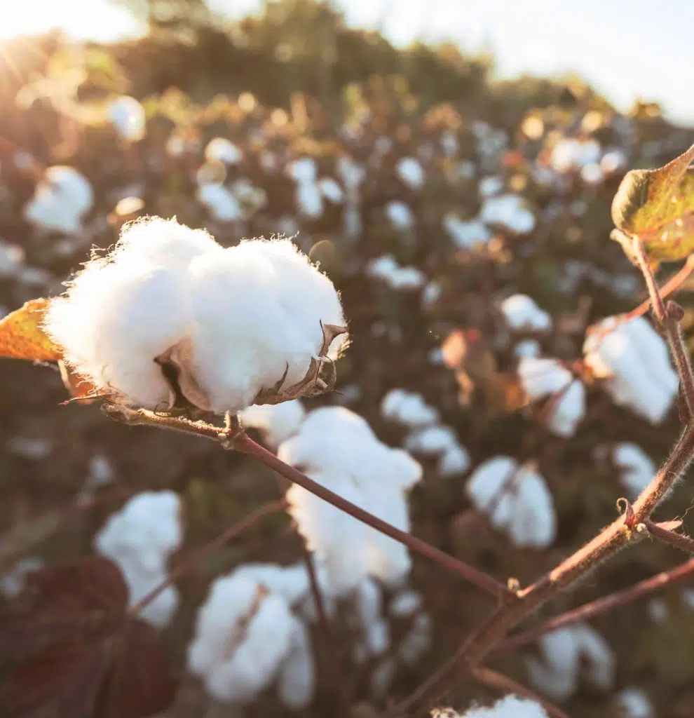 bernicia-stanley-stella-coton-bio-textile-biologique bernicia-stanley-stella-coton-bio-textile-biologique